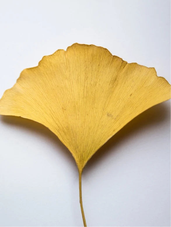 Antiossidante Ginkgo Gel Booster
