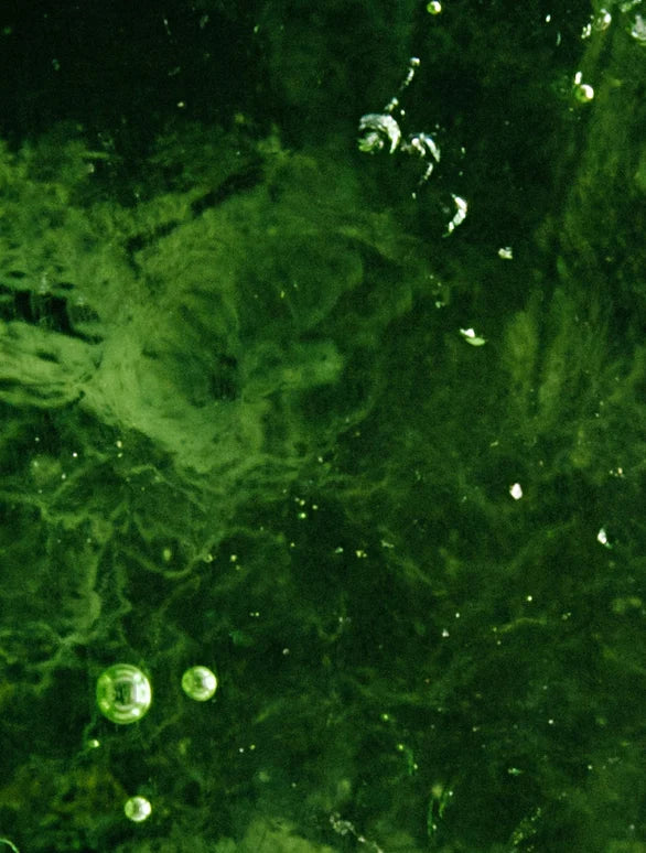 Crema idratante da notte alla ceramide